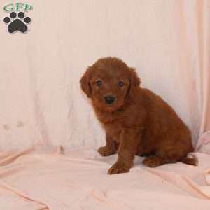 Wilma, Mini Goldendoodle Puppy